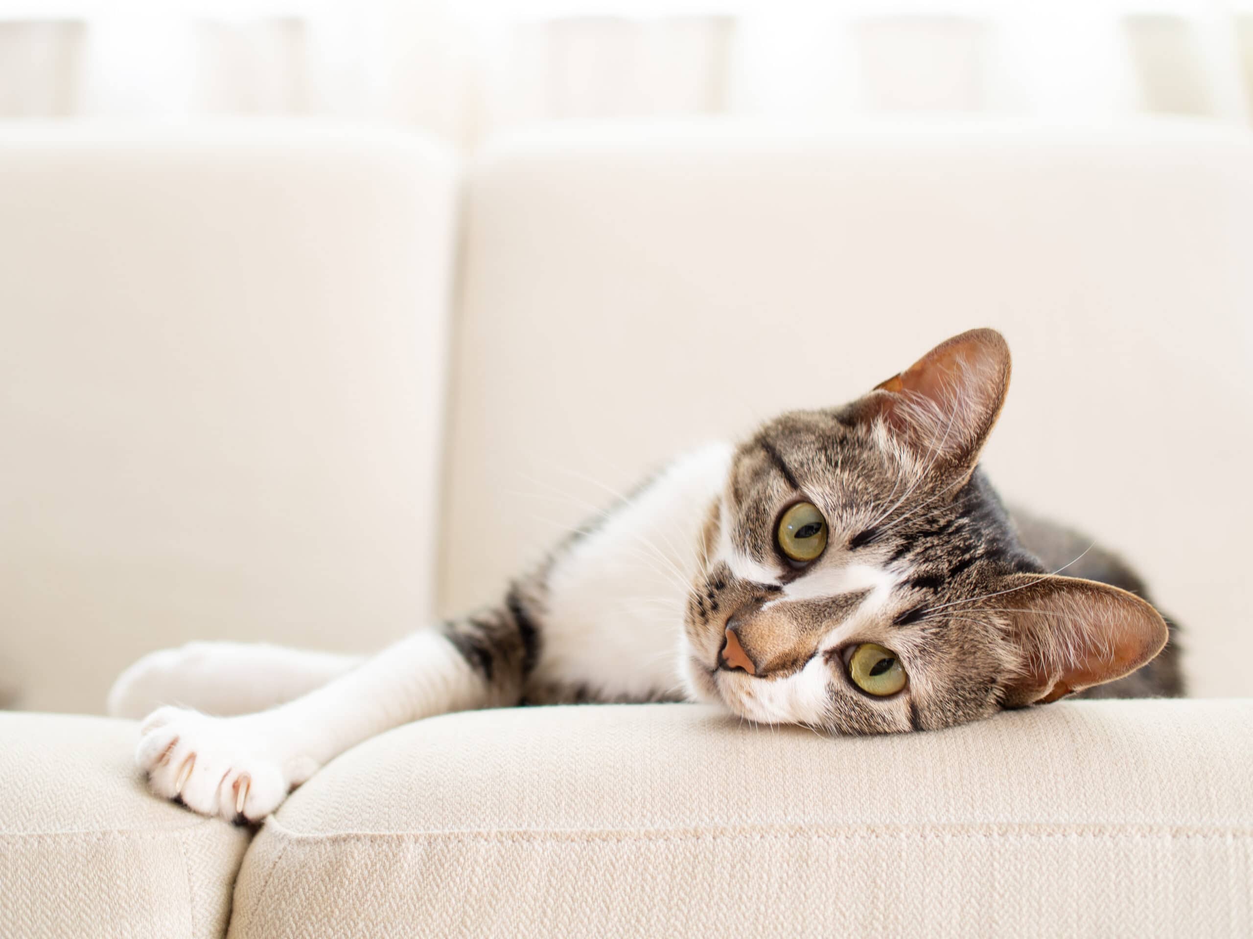 For the Love of Cats Veterinary Clinic